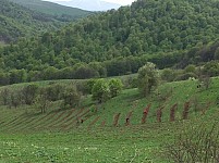 В Тавуше, Лори и Арарате будут созданы лесные сады
