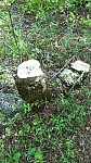Illegal Felling in Ijevan Forestry Enterprise Area
