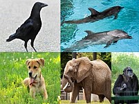 4 октября мир отмечает День защиты животных