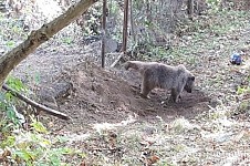 Медведь был перенесен в безопасное место
