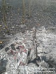 Հրդեհ «Դիլիջան ազգային պարկ»-ի տարածքում. այրվել են մոտ 15 հա անտառածածկ տարածք