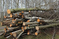 Over 2 Million AMD Damage Because of Illegal Tree Felling