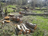 Окружающей среде нанесен ущерб на сумму более чем 43 миллионов драмов