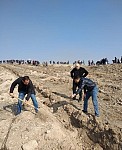 На территории закрытого карьера высажено более 600 деревьев