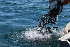 Sevan Trout Reserve Recovery and Fish Breeding Foundation Let out New Batch of Trout into Lake Sevan