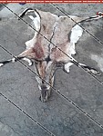 Полицейский убил краснокнижного безоара