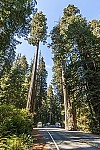 Seeds of Worldwide Tallest Tree, Sequoia, Gifted to Yerevan