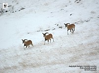 В трех регионах Армении созданы безопасные экологические коридоры для животных