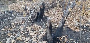 Alarm Signal; Trees Burnt Down and Felled in Victory Park