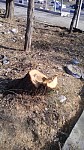 На территории  ЗАО «Национальный ожоговый центр» незаконно вырублены деревья