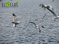 Lake Sevan Closed 2019 with Positive Balance
