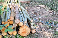 Over 5.8 Million AMD Damage Because of Illegal Tree Felling