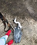 Amateur Hunting Season Finished But Illegal Poaching Continuing