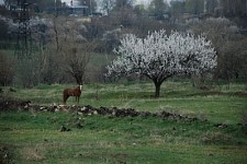 Civil Society Applied to RA President in Writing With Request to Realize Idea of Establishing Pan-National Garden in Dalma Gardens