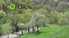 9000 Trees Planted Near Tsav Settlement