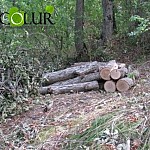 Stop Illegal Forest Felling