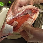 Mother Whitefish Already Being Caught in Sevan