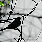 EcoLur: Elimination Nature is Self-Elimination