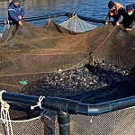 Around 4700 Items of Summer Trout Young Fish Let Out into Lake Sevan
