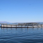 205.946 Kg of Fish Grown in Lake in Cage Nets - 192.311 Kg of Feed Filled into Lake in 2020