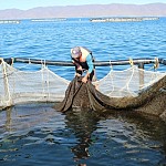 625,109 Young Fish Let out into Lake Sevan in 2020