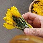 Red-listed Snowdrops Sold at 200-300 AMD in Yerevan - 25,000 AMD Fine Envisaged for Collecting One Flower