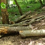 Տավուշի մարզում ապօրինի անտառահատումների հայտնաբերման դեպքերի աճ կա. ՀՀ դատախազություն