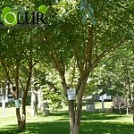 This Year 4000 New Trees, 70,000-80,000 Bushes and 300,000 Flowers To Be Planted in Yerevan