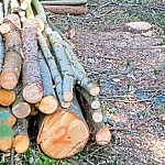 Административный штраф в размере 400,000 драмов за вырубку деревьев и незаконный сбор дров