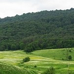 21 марта мир отметил Всемирный день лесов