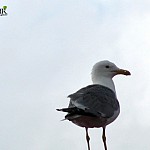 1 апреля - Международный день птиц