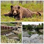 Whether SHPPs Are Reason for Frequent Attacks of Bears on Communities Located on Banks of Yeghegis River?