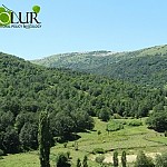 Вырубка деревьев лесниками: должностные лица, отвечающие за охрану лесов, будут привлечены к ответственности