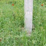 Никакая часть заказника "Платановой рощи" не перешла к Азербайджану: Министерство окружающей среды отрицает распространенные в интернете новости