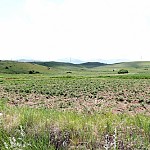 In Last 10 years, 80,000 Hectares of Agricultural Land Area Status Changed in Armenia