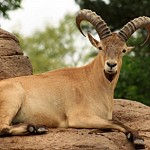 Bezoar Goat Caught in Vayots Dzor: "ArmForest" SNCO Branch Director Arrested