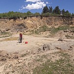 Выявлено дело о незаконного вывоза лесной почвы