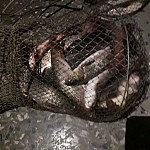 Illegal Yellowfish Fishing in Arpa River: Administrative Proceedings Initiated