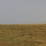 Сельчани пасут скот на территории солнечной станции "Масрик-1"