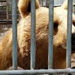 Use of Wild Animals To Be Banned In Circuses