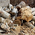 Compensation Procedure for Tree Felling in Urban Settlements