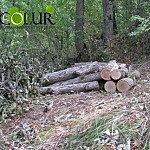 Armenian Forests Endangered: Around 340. 790. 368  AMD Damage Caused to Armenian Flora This Fall