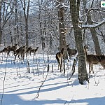 5-7 особей благородного оленя выпустят в природу