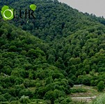 21 марта – Международный день лесов