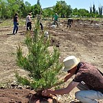 Ծիծեռնակաբերդի բարձունքում կտնկվի շուրջ 250 ծառ