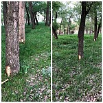 Гражданин поднимаeт сигнал тревоги о незаконной вырубке деревьев на берегу озера Севан, а чиновник это исключает