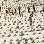 17 июня - Всемирный день борьбы с опустыниванием и засухой