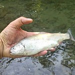 Ահազանգ. Հրազդան գետում հայտնաբերվել են սատկած ձկներ