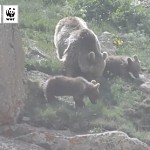 Камера запечатлела прогулку медведицы гризли и ее детенышей в биосферном комплексе "Зангезур"