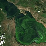 Whether Water Taken from Lake Sevan for Irrigation Isn't  Dangerous for Plants and People? Whether It Is Ok to Swim in Sevan